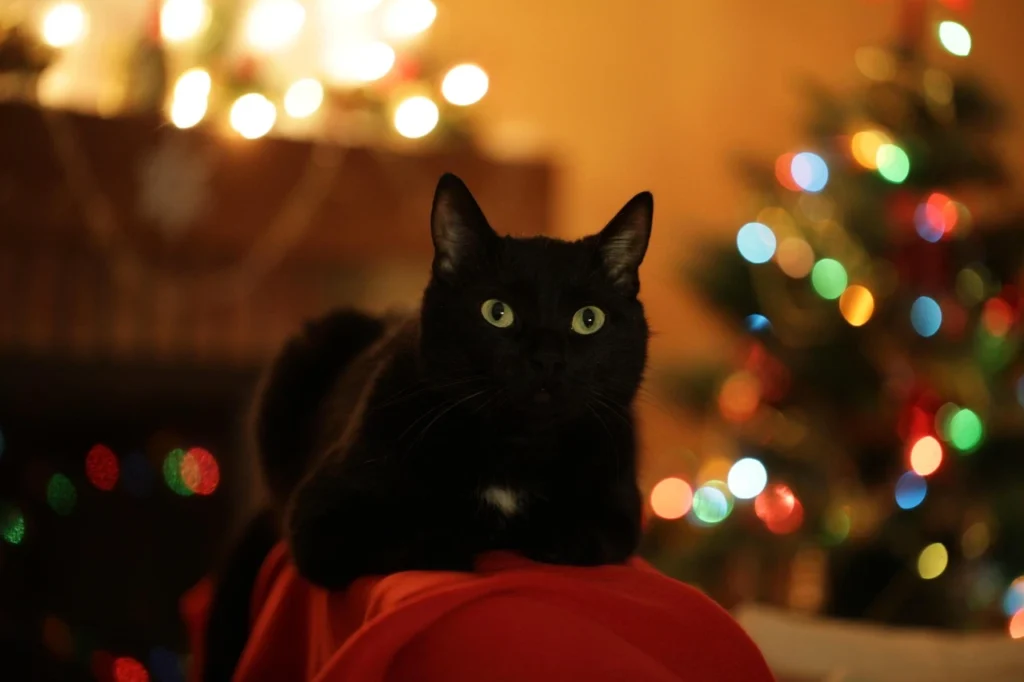 Gatto e Natale
