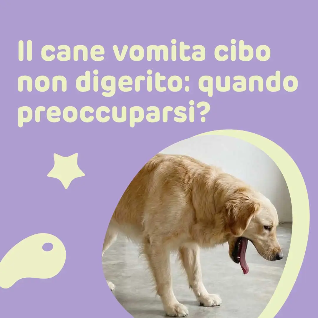 Il tuo cane vomita cibo non digerito? Cause, prevenzione e come intervenire 