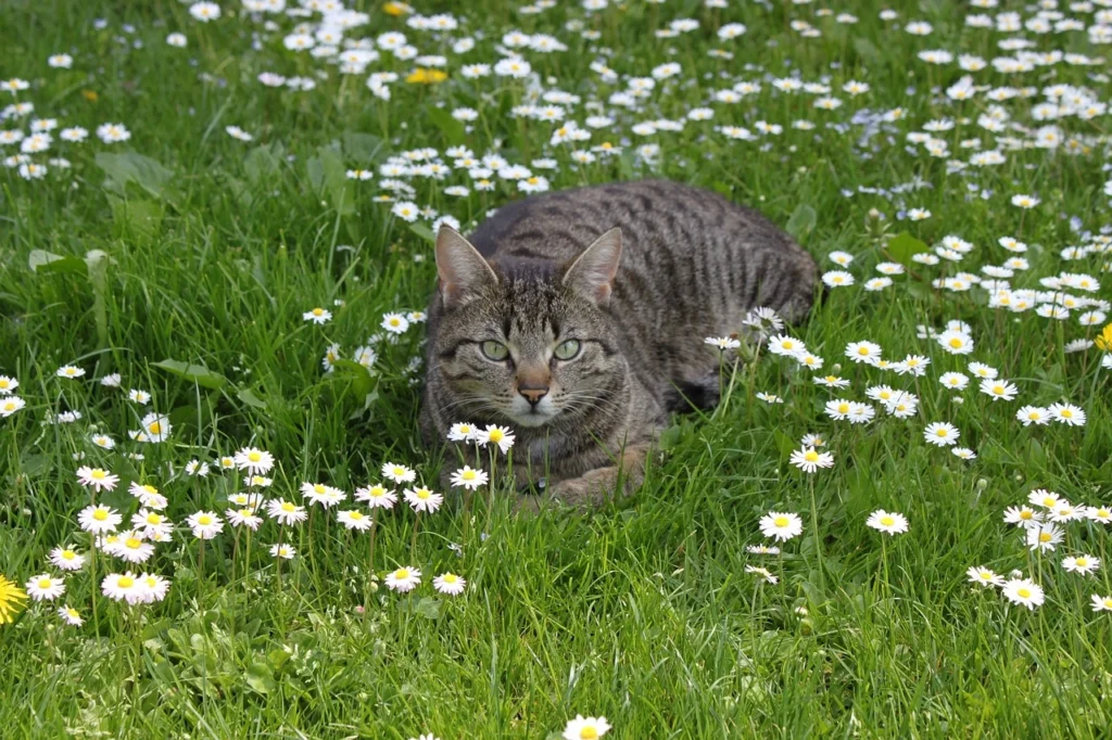 gatto e primavera